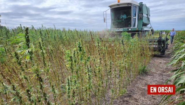 Argentina apuesta por el cáñamo como cultivo estratégico para el desarrollo de la bioeconomía