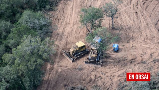 La Impunidad del Desmonte: El Gobierno de Milei y la Destrucción de los Bosques en el Norte Argentino