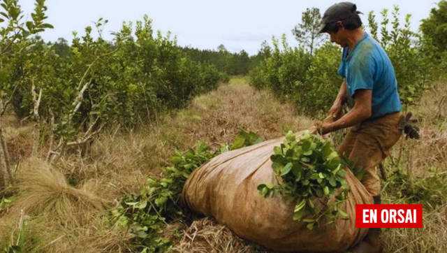 El drama de los Yerbateros: La lucha de los productores en un mercado desregulado