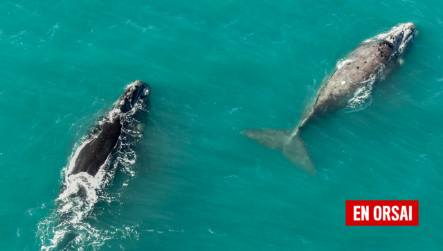 El Milagro de las Ballenas en la costa atlántica: Un Espectáculo Natural que No Necesita de Viajes al Sur